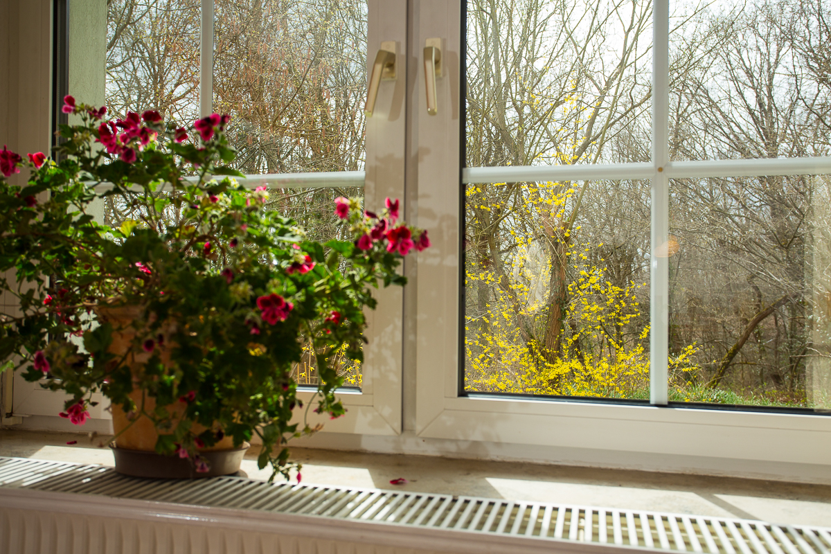 Blick aus dem Fenster auf den Wald